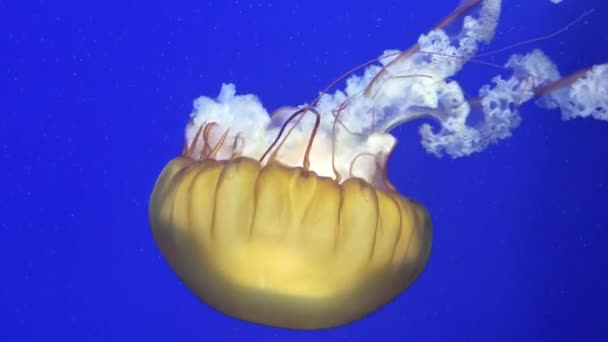 Medusa flota en el fondo azul agua — Vídeo de stock
