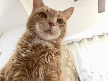 Lavabonun yanında oturan bir kedi.