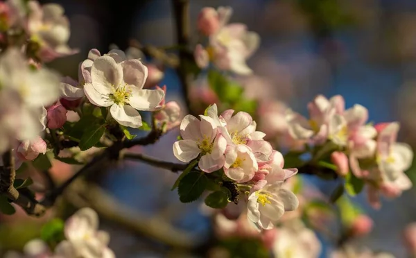Egy virágos almavirág közelsége. — Stock Fotó