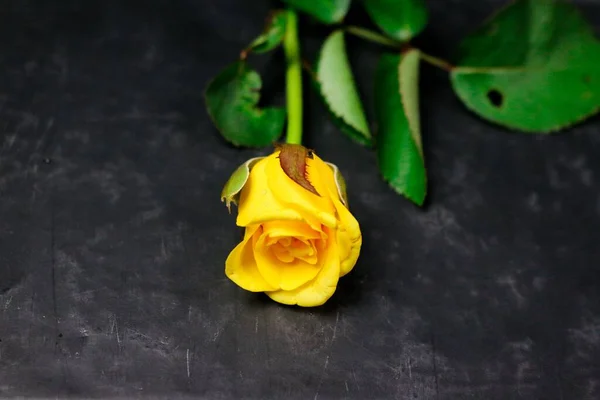 꽃 성분. 종 이 위에 다양 한 꽃으로 만든 프레임. — 스톡 사진