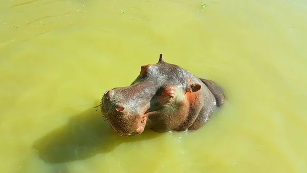 Ein Hund, der im Wasser schwimmt — Stockfoto