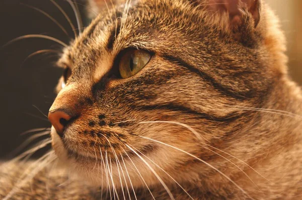 Um close de um gato olhando para a câmera — Fotografia de Stock