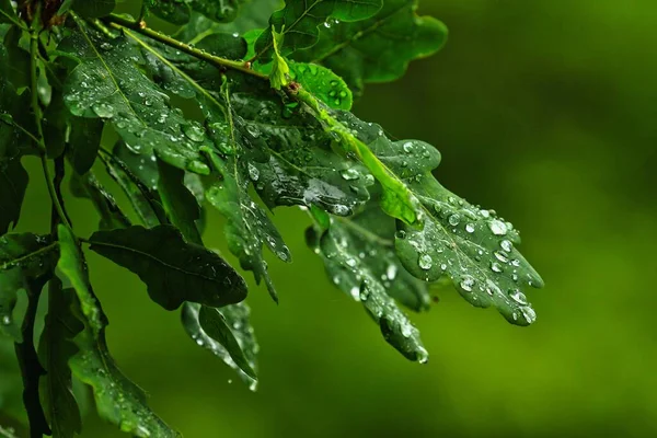 Eine Nahaufnahme von einem Baum — Stockfoto