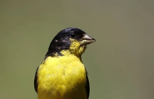 Um pequeno pássaro empoleirado em um ramo — Fotografia de Stock