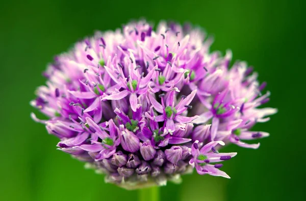 Bir çiçeğe yakın çekim