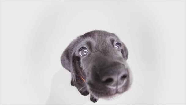 Un perro mirando a la cámara — Vídeo de stock