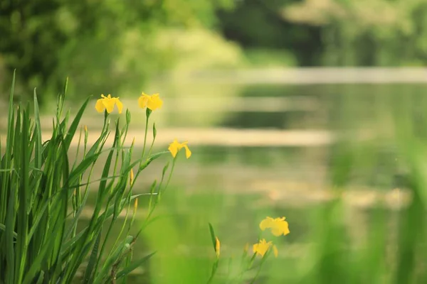 Een voorgrond van een bloem — Stockfoto