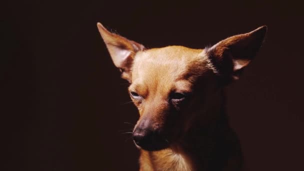 Κοντινό πλάνο ενός σκύλου. — Αρχείο Βίντεο