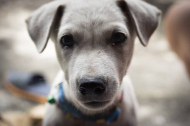 Bir köpeğin yakın çekimi.