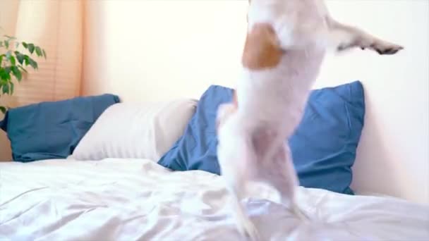 Un cane seduto su un letto — Video Stock