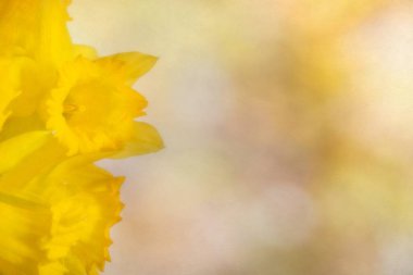 Metin alanı olan çiçek sarısı arkaplan