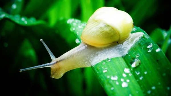 Yeşil bir yüzeye yakın bir salyangoz.