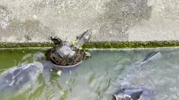 Un pájaro nadando en agua — Vídeos de Stock