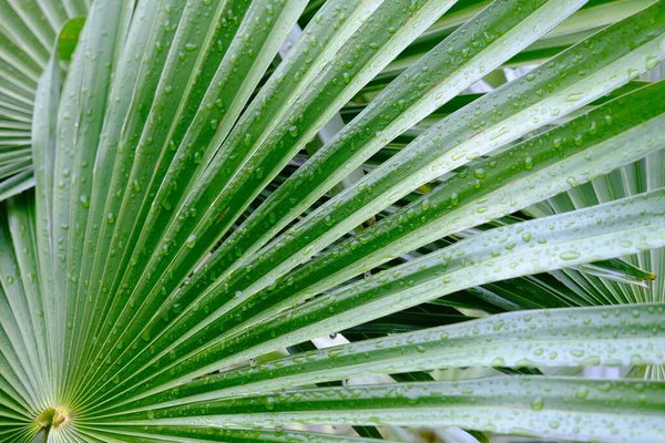 Bir bitkinin yakın çekimi.