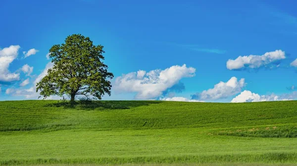 뒤에 나무가 있는 커다란 푸른 밭 — 스톡 사진