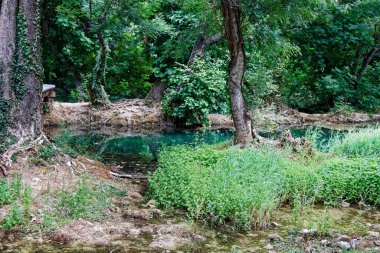 Yeşil göletli yemyeşil bir ormanın manzarası