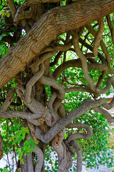 View Intertwined Branches Trees Green Leave — Stock Photo, Image