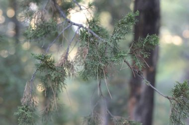 Ormanda odağını kaybetmiş bir çam ağacının yakın görüntüsü.