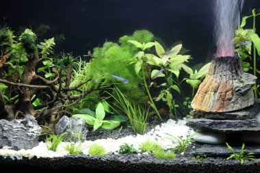 Yeşil ağaçlı ve volkanlı bir akvaryumun önü.