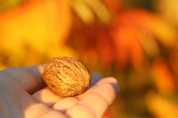 Nahaufnahme Einer Der Hand Gehaltenen Nuss Auf Herbstlich Verschwommenem Hintergrund — Stockfoto