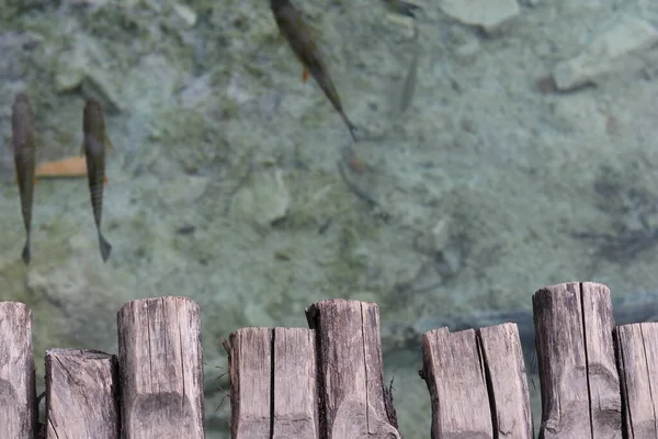Vista Cima Água Cristalina Com Três Peixes Parte Ponte Madeira — Fotografia de Stock