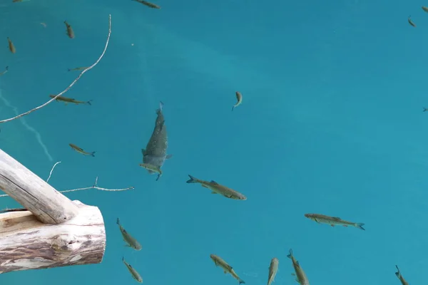 Vista Cima Peixes Água Cristal Azul — Fotografia de Stock