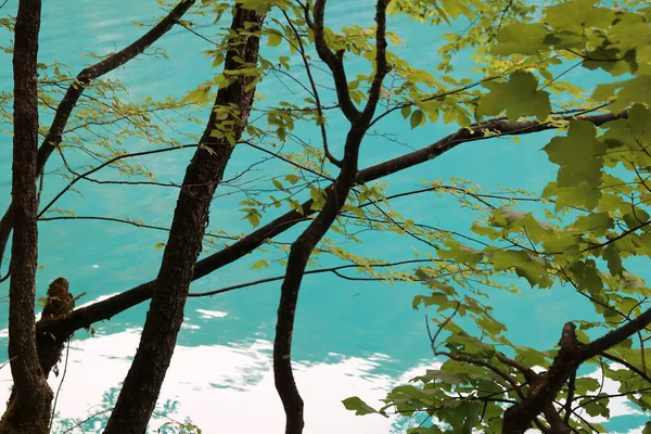 Vista Sobre Ramas Hojas Verdes Con Agua Cristalina Fondo —  Fotos de Stock