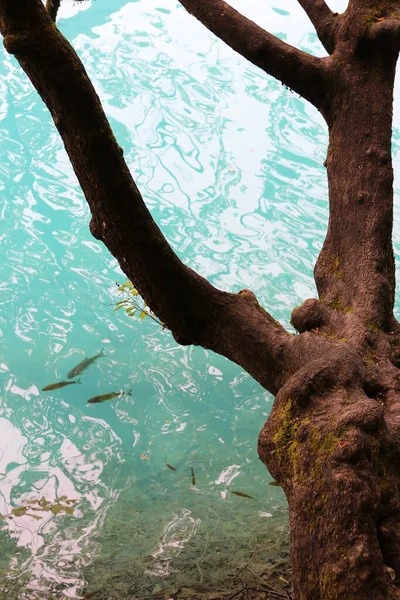 Vista Cima Uma Árvore Com Galhos Com Água Cristalina Fundo — Fotografia de Stock