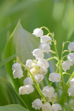 Vadinin taze beyaz ve yeşil zambaklarının yakın görüntüsü