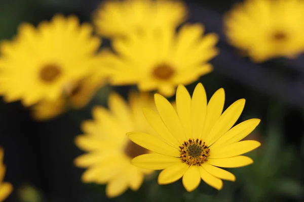 Vue Rapprochée Aster Jaune Fond Flou Avec Asters — Photo