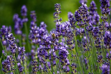 Lavanta çalısı ve arı nektarının yakın görüntüsü