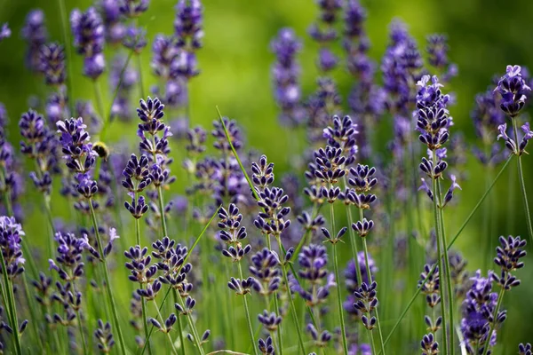 Vista Perto Arbusto Lavanda Fresco — Fotografia de Stock