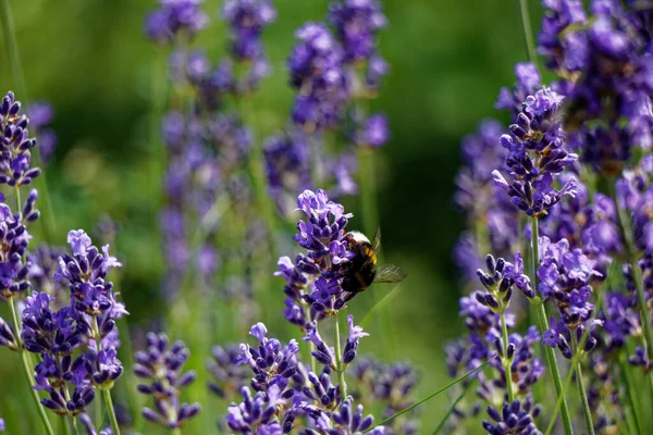 Vista Perto Arbusto Lavanda Néctar Coleta Abelhas — Fotografia de Stock