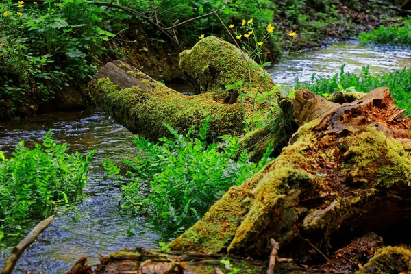 Vue Sur Vieilles Branches Dans Ruisseau Forêt — Photo