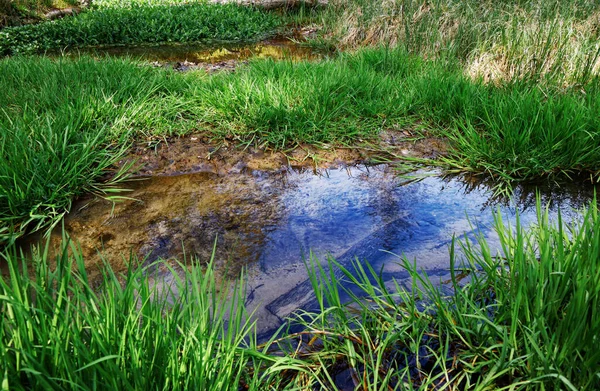 Vista Sobre Una Plash Fresca Medio Hierba Verde —  Fotos de Stock