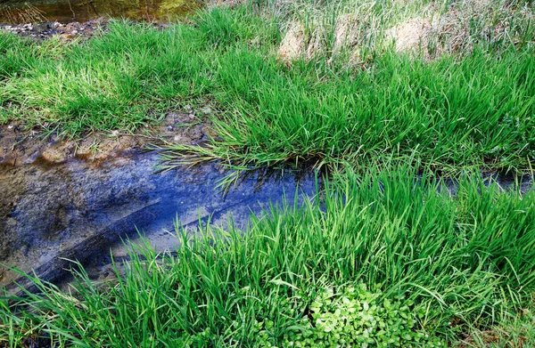 Vista Sobre Una Plash Fresca Medio Hierba Verde —  Fotos de Stock