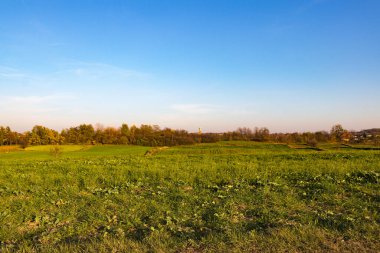 Yazın açık gökyüzü ile yeşil taze tarım tarlalarına bakın
