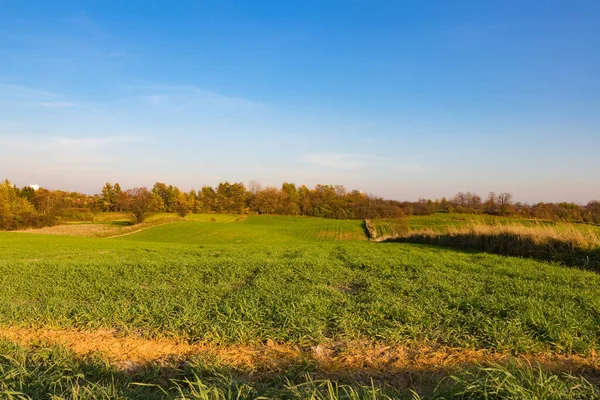 夏は澄んだ空で緑豊かな畑を眺めましょう — ストック写真