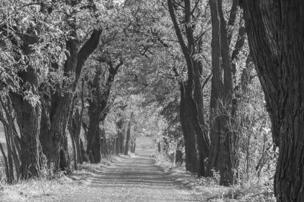 Vista Bianco Nero Una Strada Sterrata Tra Gli Alberi Autunno — Foto Stock