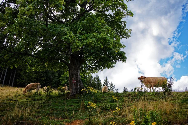 Vista Sobre Una Vaca Pastizales Con Árboles Cielo Nublado Fondo —  Fotos de Stock