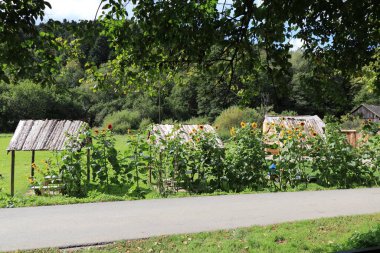 Yazın ayçiçekli doğal yeşil bir bahçe manzarası