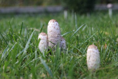 Çimenlerdeki beyaz mantarların düşük açılı yakın çekim görüntüsü