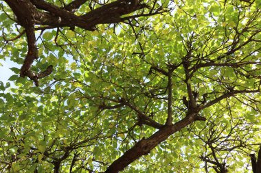 Düşük açılı yeşil yapraklar ve ağaçlardan oluşan taç.