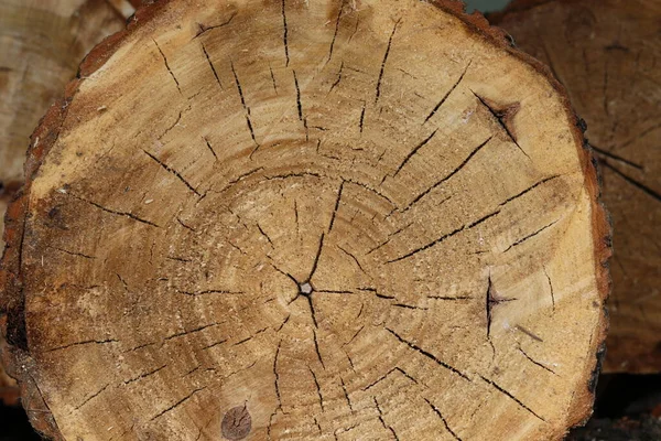 Blick Auf Einen Querschnitt Durch Einen Baumstamm Aus Holz — Stockfoto