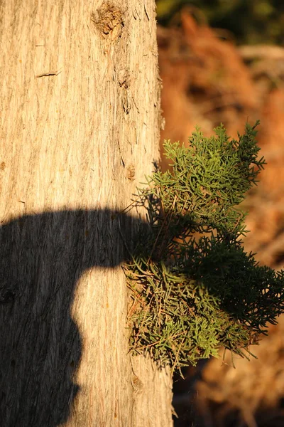 Vue Rapprochée Tronc Arbre Avec Une Plante Verte — Photo