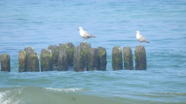 Baltık Denizi 'ndeki ahşap bir dalgakıranın üzerinde oturan martıların görüntüsü