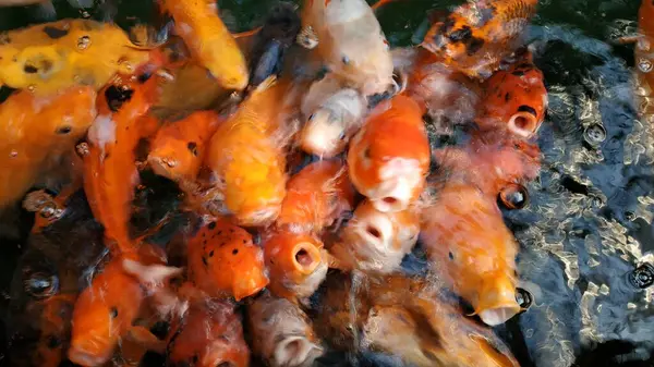 Visão Alto Ângulo Bando Peixes Alaranjados Durante Alimentação — Fotografia de Stock
