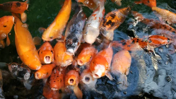 Visão Alto Ângulo Bando Peixes Alaranjados Durante Alimentação — Fotografia de Stock