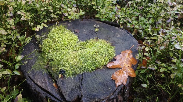 森林里树干上的绿色苔藓心像 — 图库照片