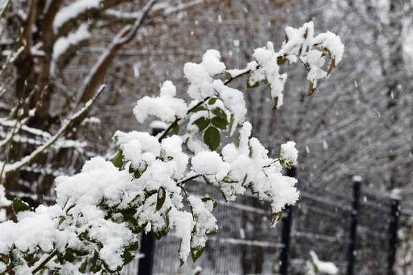Widok Pokryte Śniegiem Rośliny Zimie — Zdjęcie stockowe